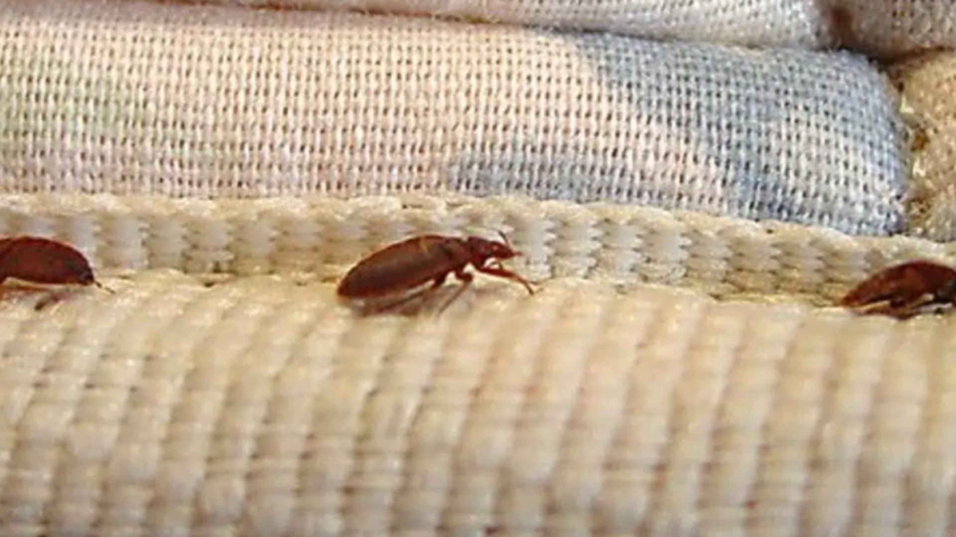 PERCEVEJO DE LEITOO.png